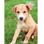 самый-милый-щенок-смотрящий-на-камеру-невинная-фотография-со1баки-252811416