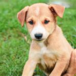 самый-милый-щенок-смотрящий-на-камеру-невинная-фотография-со1баки-252811416