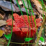 FOREIGN1762914532577WHXJLEX47G